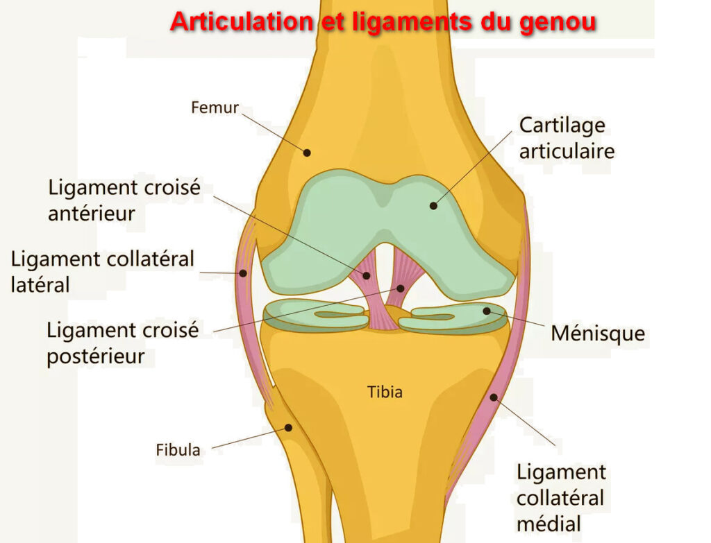 Articulation et ligaments du genou